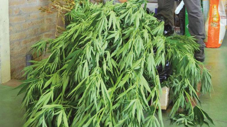 Cesena. Burrascosa lite in famiglia, i poliziotti intervengono e trovano otto piante di marijuana Cesena. Burrascosa lite in famiglia, i poliziotti intervengono e trovano otto piante di marijuana