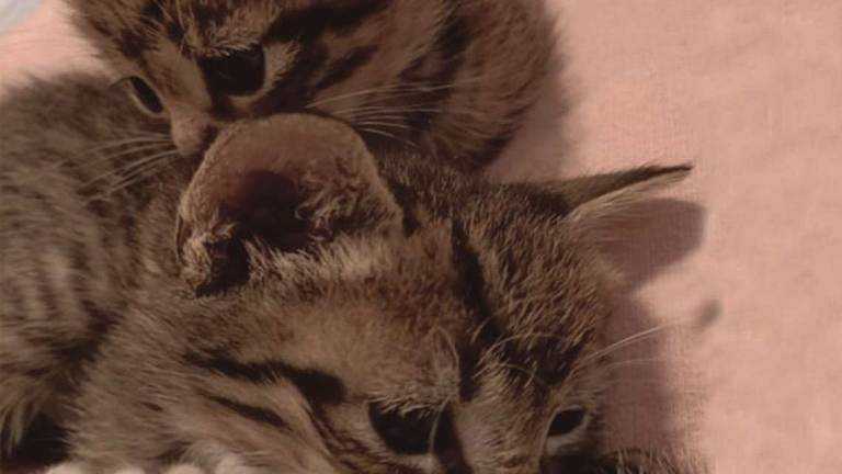 Due cuccioli da adottare Due cuccioli da adottare