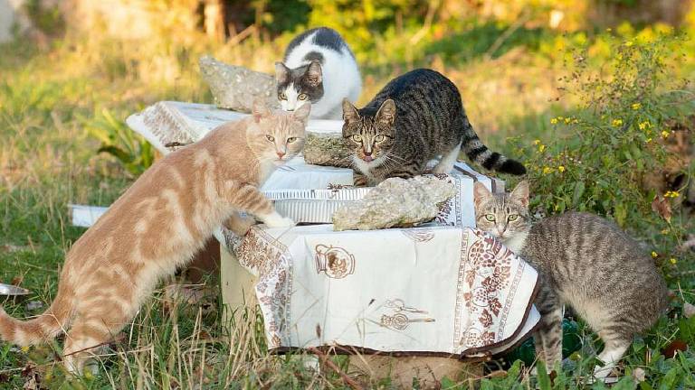 Forlì, furto per punire colonia di gatti: condannata Forlì, furto per punire colonia di gatti: condannata
