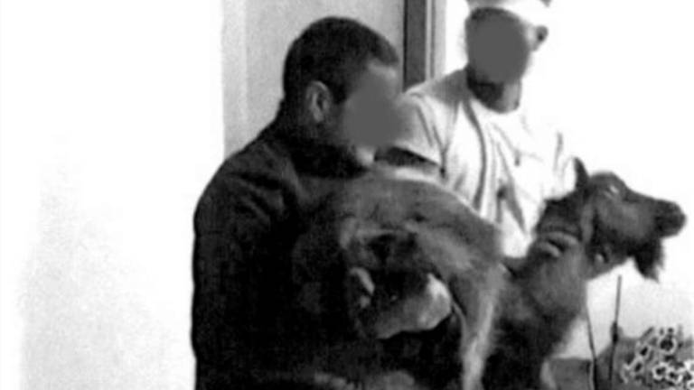 Faenza, uccisero capretto per un rito propiziatorio. A processo Faenza, uccisero capretto per un rito propiziatorio. A processo