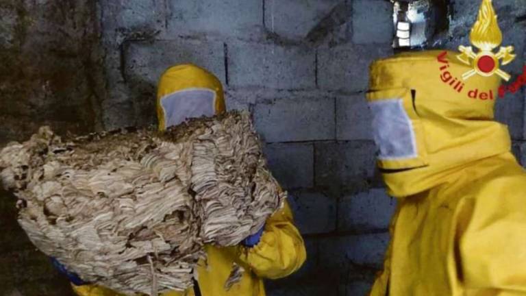 Rimini. Invasione di calabroni, i vigili del fuoco in trincea Rimini. Invasione di calabroni, i vigili del fuoco in trincea