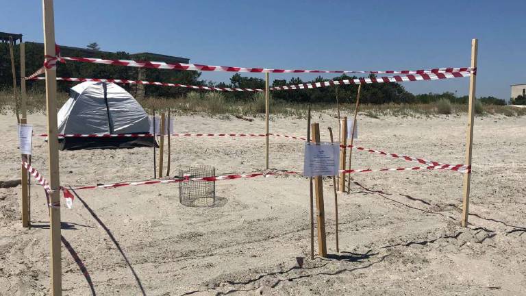 Milano Marittima. L'avanzata delle tartarughe verso nord Milano Marittima. L'avanzata delle tartarughe verso nord