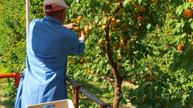 Cesena: Servono novità anti burocrazia per salvare i raccolti Cesena: Servono novità anti burocrazia per salvare i raccolti