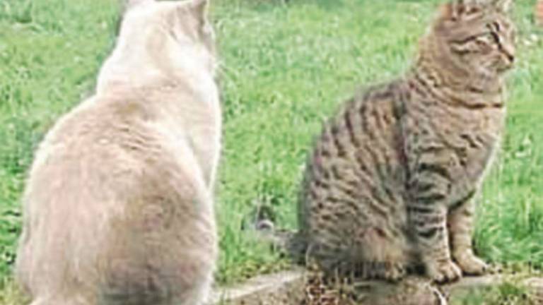 Gatti morti, spariti e feriti: paura nel borgo di Longiano Gatti morti, spariti e feriti: paura nel borgo di Longiano