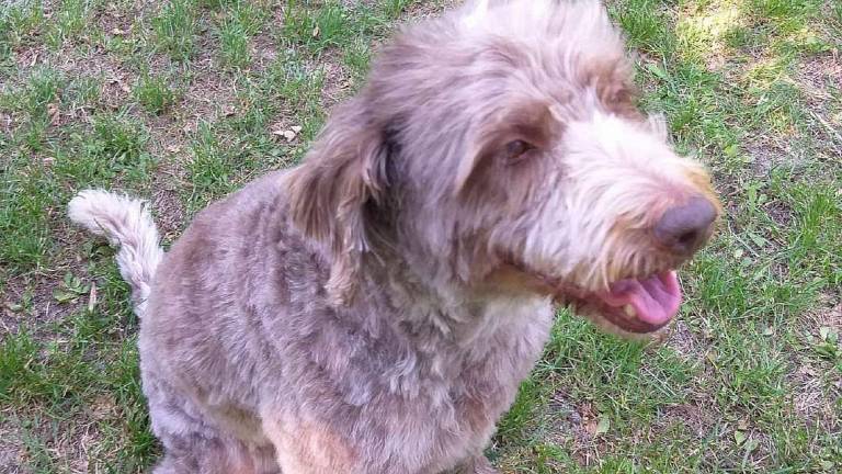 Brina, 8 anni, cerca casa Brina, 8 anni, cerca casa
