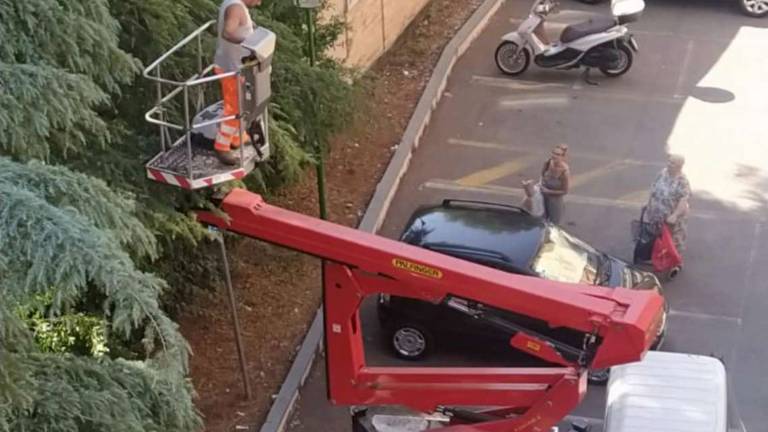 Cesena, per tre giorni su un albero di 10 metri: salvata la gattina eremita Cesena, per tre giorni su un albero di 10 metri: salvata la gattina eremita