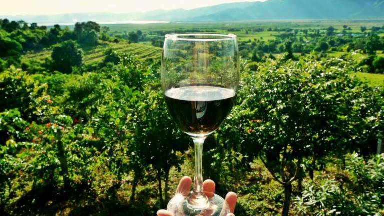 Faenza, querelata per una recensione negativa sul web: assolta imprenditrice del vino Faenza, querelata per una recensione negativa sul web: assolta imprenditrice del vino