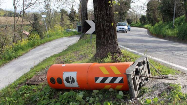 Longiano, abbattuto un altro Velo Ok Longiano, abbattuto un altro Velo Ok