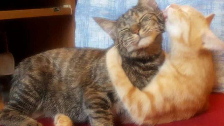 Compagne da una vita rischiano di separarsi Compagne da una vita rischiano di separarsi