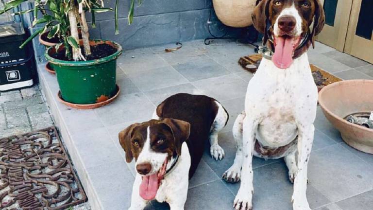 Forlì. La minaccia: I cani abbaiano, prenderò provvedimenti Forlì. La minaccia: I cani abbaiano, prenderò provvedimenti
