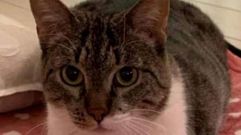 Alma, gatta di sei anni cerca una famiglia amorevole Alma, gatta di sei anni cerca una famiglia amorevole