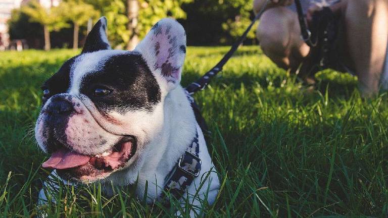 A spasso col cane ma occhio al calore A spasso col cane ma occhio al calore