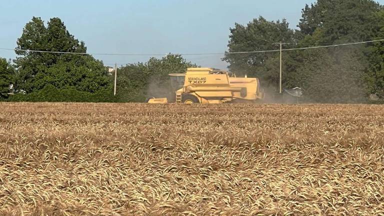 Settore cereali falcidiato dal mal tempo a Forlì - Cesena Settore cereali falcidiato dal mal tempo a Forlì - Cesena