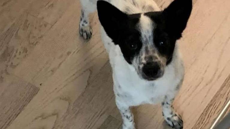 Chicca, un concentrato di dolcezza cerca casa Chicca, un concentrato di dolcezza cerca casa