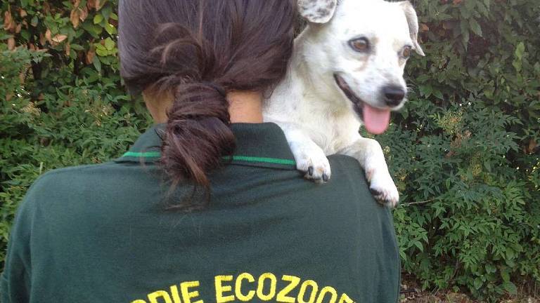 Ambulanza veterinaria, le Gev: Aiutateci a comprarla Ambulanza veterinaria, le Gev: Aiutateci a comprarla