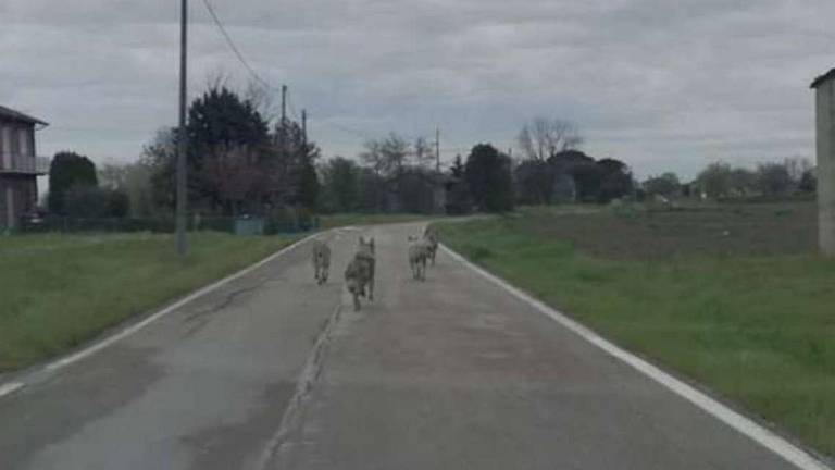 Valmarecchia, lupi vicino alle case in pieno giorno Valmarecchia, lupi vicino alle case in pieno giorno