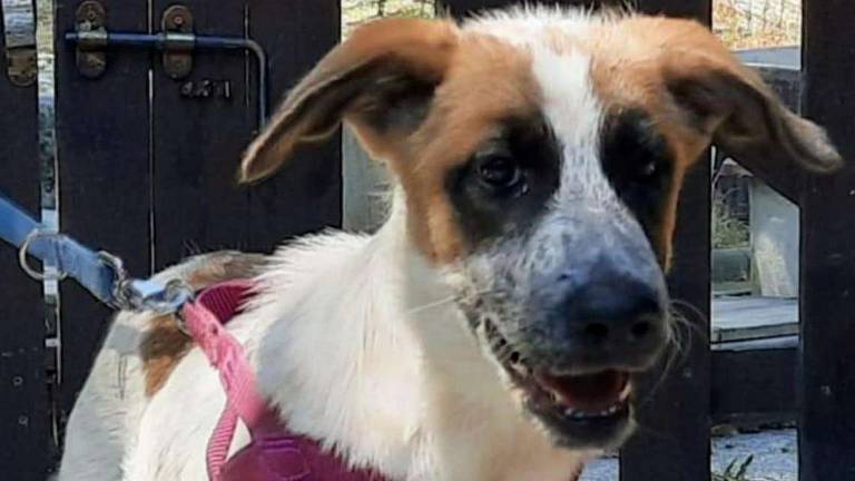 Bella, Gioia e Nicole cercano una casa Bella, Gioia e Nicole cercano una casa