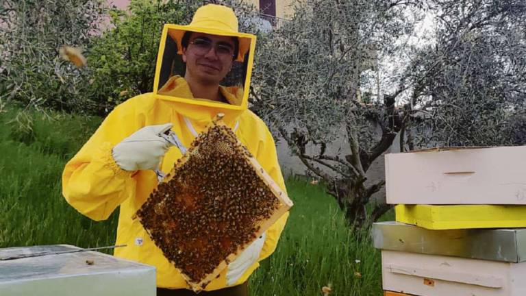 Verucchio, il ragazzo delle api che acchiappa gli sciami gratis Verucchio, il ragazzo delle api che acchiappa gli sciami gratis