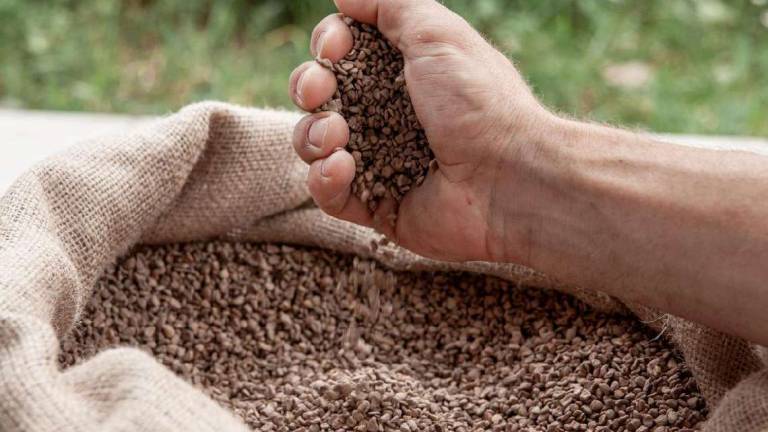 Imola, cosmetici dai noccioli di olive del Frantoio Valsanterno Imola, cosmetici dai noccioli di olive del Frantoio Valsanterno