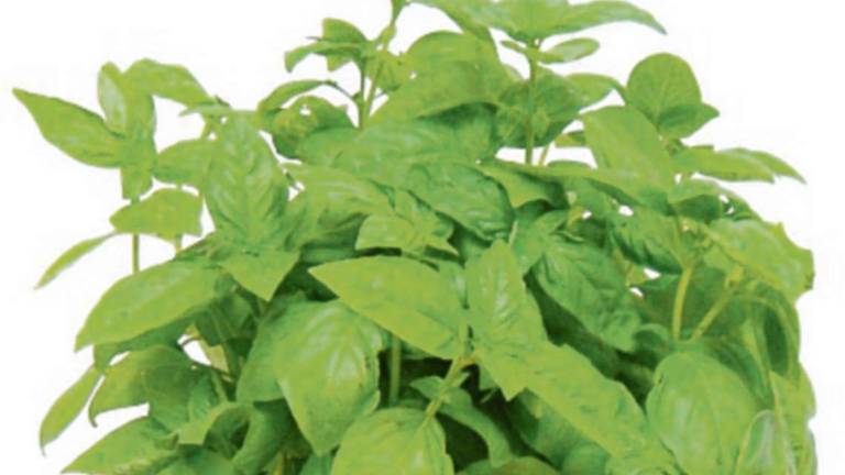 Basilico, un aroma che ha il potere di cambiare un piatto Basilico, un aroma che ha il potere di cambiare un piatto