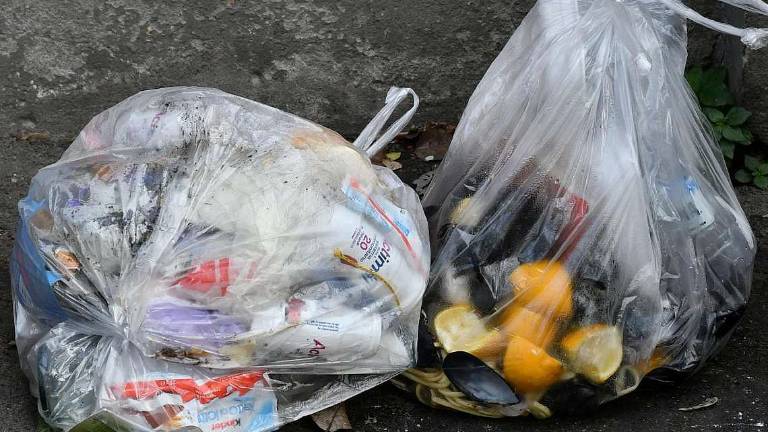 La mosca soldato al centro delle nuove politiche green La mosca soldato al centro delle nuove politiche green