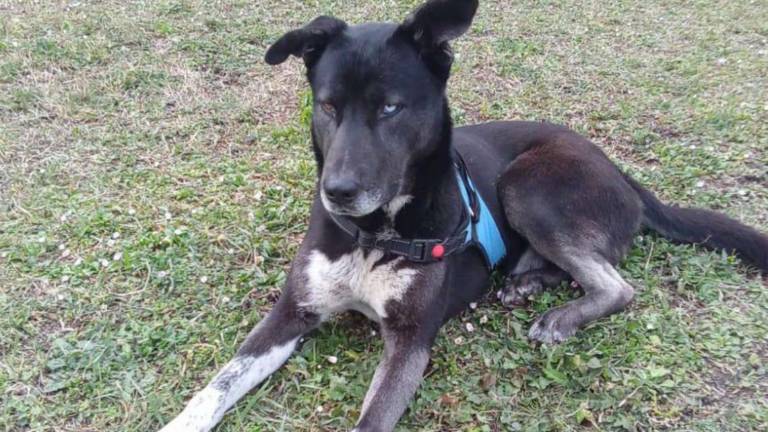 Ecco Hakira e Sky due cani magnifici Ecco Hakira e Sky due cani magnifici