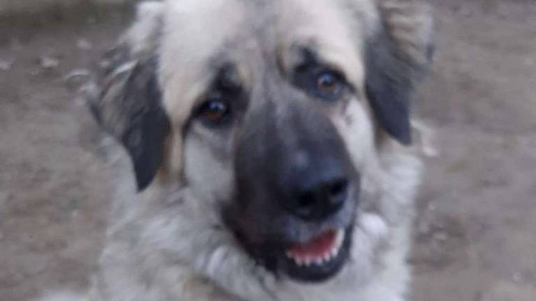 Una Diva a caccia di affetto Una Diva a caccia di affetto