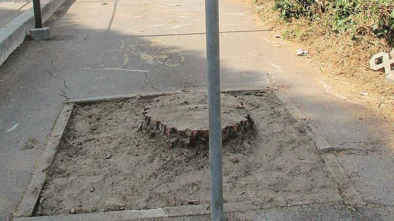 Savignano, proteste per pini tagliati e cantiere con scuole al via Savignano, proteste per pini tagliati e cantiere con scuole al via