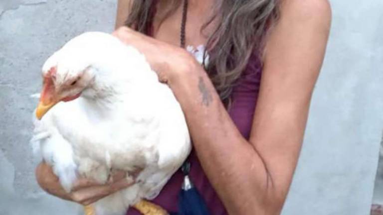 Brisighella, ecco Lunedì: la gallina salvata dal macello ora è trattata come un cagnolino di casa Brisighella, ecco Lunedì: la gallina salvata dal macello ora è trattata come un cagnolino di casa