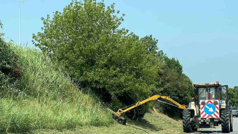 Cesena: per il verde appalto da 4 milioni in 3 anni Cesena: per il verde appalto da 4 milioni in 3 anni