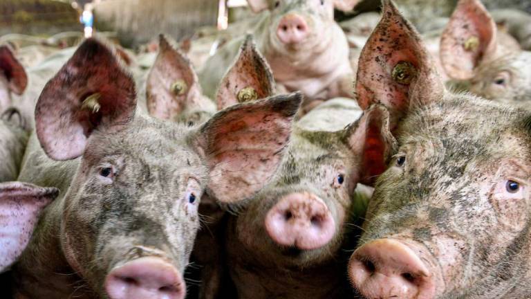 Peste suina, a rischio anche le produzioni regionali Peste suina, a rischio anche le produzioni regionali