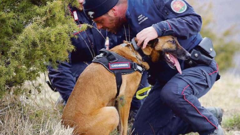 Bagno di Romagna, strage di cani: segugi anti-veleni e telecamere Bagno di Romagna, strage di cani: segugi anti-veleni e telecamere