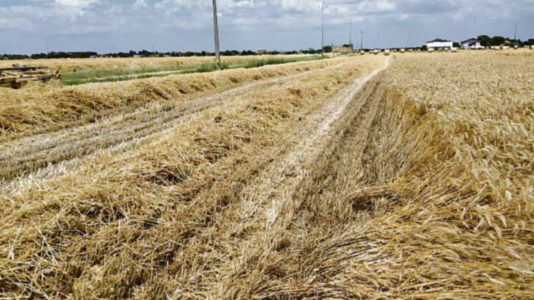 Cesena, portano via quintali di grano da un campo che non è il loro Cesena, portano via quintali di grano da un campo che non è il loro