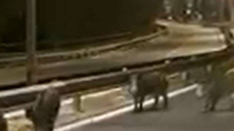 Branco di cinghiali tra le auto in superstrada a San Marino Branco di cinghiali tra le auto in superstrada a San Marino