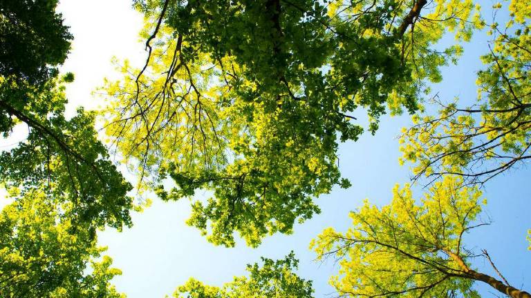 Ecco le “superpiante” in grado di assorbire più Co2 del normale Ecco le “superpiante” in grado di assorbire più Co2 del normale