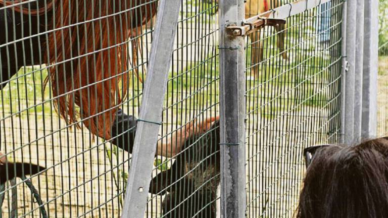 Forlì. Cani, più adozioni ma crescono anche le rinunce di proprietà Forlì. Cani, più adozioni ma crescono anche le rinunce di proprietà