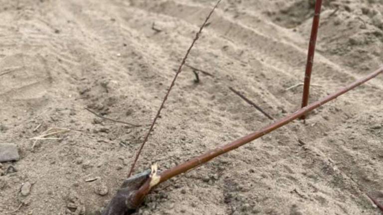 Ravenna, piante e dune devastate dai ciclisti a Lido di Dante Ravenna, piante e dune devastate dai ciclisti a Lido di Dante