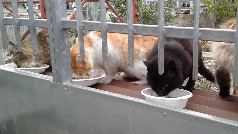 Boom di gatti randagi: a Savignano fino a 800 Boom di gatti randagi: a Savignano fino a 800