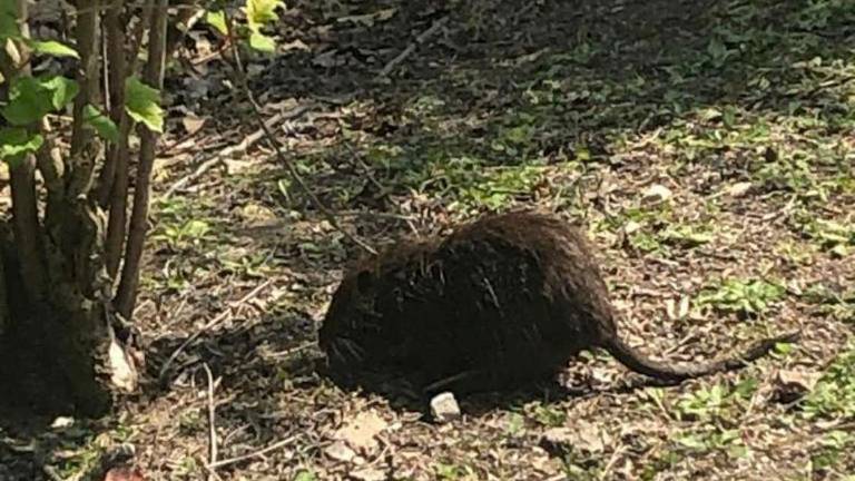 Ravenna, nutrie al Parco Teodorico La Lav si offre di sterilizzarle Ravenna, nutrie al Parco Teodorico La Lav si offre di sterilizzarle