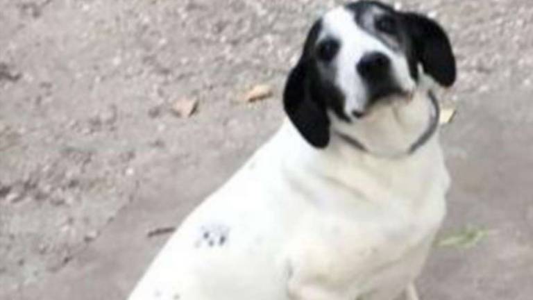 Penny cerca una famiglia Penny cerca una famiglia