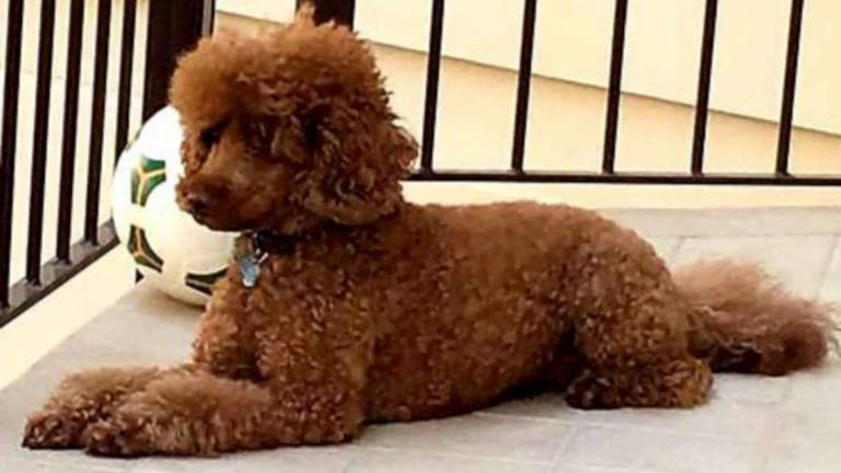 Lugo, barboncino sbranato da un pit bull mentre è in braccio alla padrona Lugo, barboncino sbranato da un pit bull mentre è in braccio alla padrona