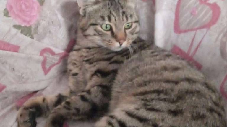 Puck, il gatto folletto Puck, il gatto folletto