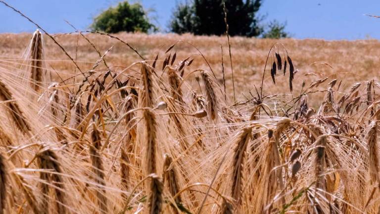 Grano più caro: a Ravenna aumenti fino a 50 euro per tonnellata Grano più caro: a Ravenna aumenti fino a 50 euro per tonnellata