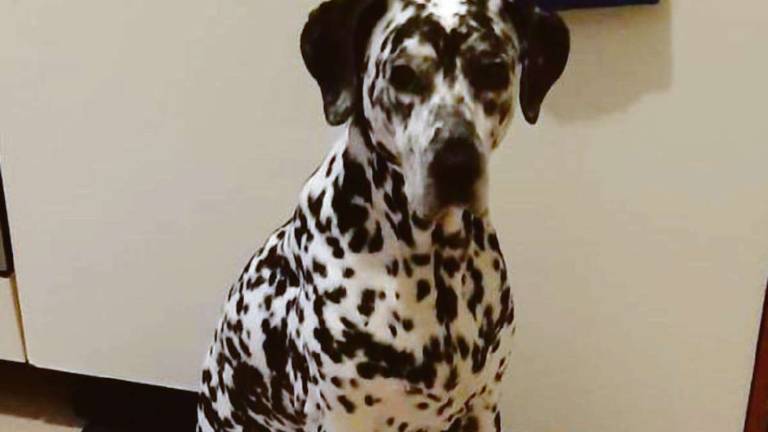 L’ultima sfida di Tyson, trovare casa a 12 anni L’ultima sfida di Tyson, trovare casa a 12 anni