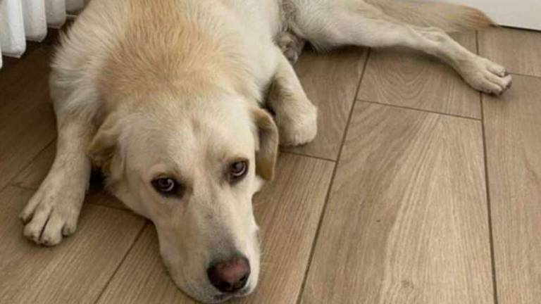 Due cuccioloni e una giovane micia Due cuccioloni e una giovane micia