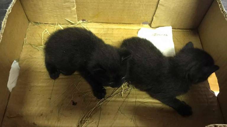 Lugo e i gattini abbandonati: appello dell'Enpa Lugo e i gattini abbandonati: appello dell'Enpa