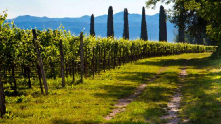 Lis Neris la perla del Friuli, in vigna da 140 anni Lis Neris la perla del Friuli, in vigna da 140 anni