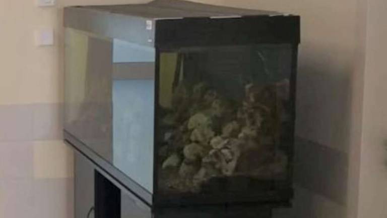 Ucciso Oscar, il pesce dell'acquario della Pediatria di Rimini: sbattuto sul pavimento fino a ucciderlo Ucciso Oscar, il pesce dell'acquario della Pediatria di Rimini: sbattuto sul pavimento fino a ucciderlo