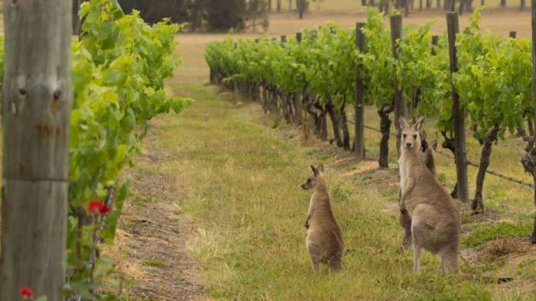 I due segreti del boom di Australia e Nuova Zelanda I due segreti del boom di Australia e Nuova Zelanda