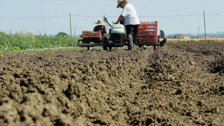 Nell'anno dell'alluvione ora manca l'acqua: il paradosso dell'agricoltura in sofferenza in Romagna Nell'anno dell'alluvione ora manca l'acqua: il paradosso dell'agricoltura in sofferenza in Romagna